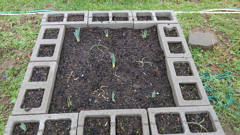 Here you can see a cell of daffodils, crocus, and grape hyacinths.