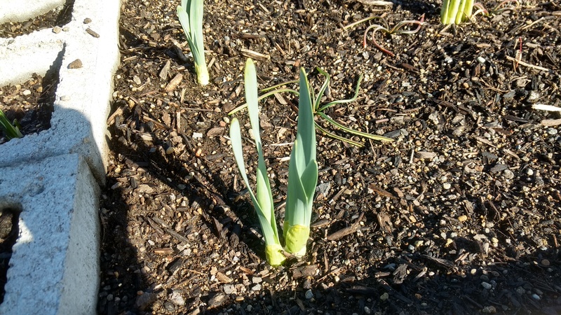 You can actually see the daffodil flower coming up.