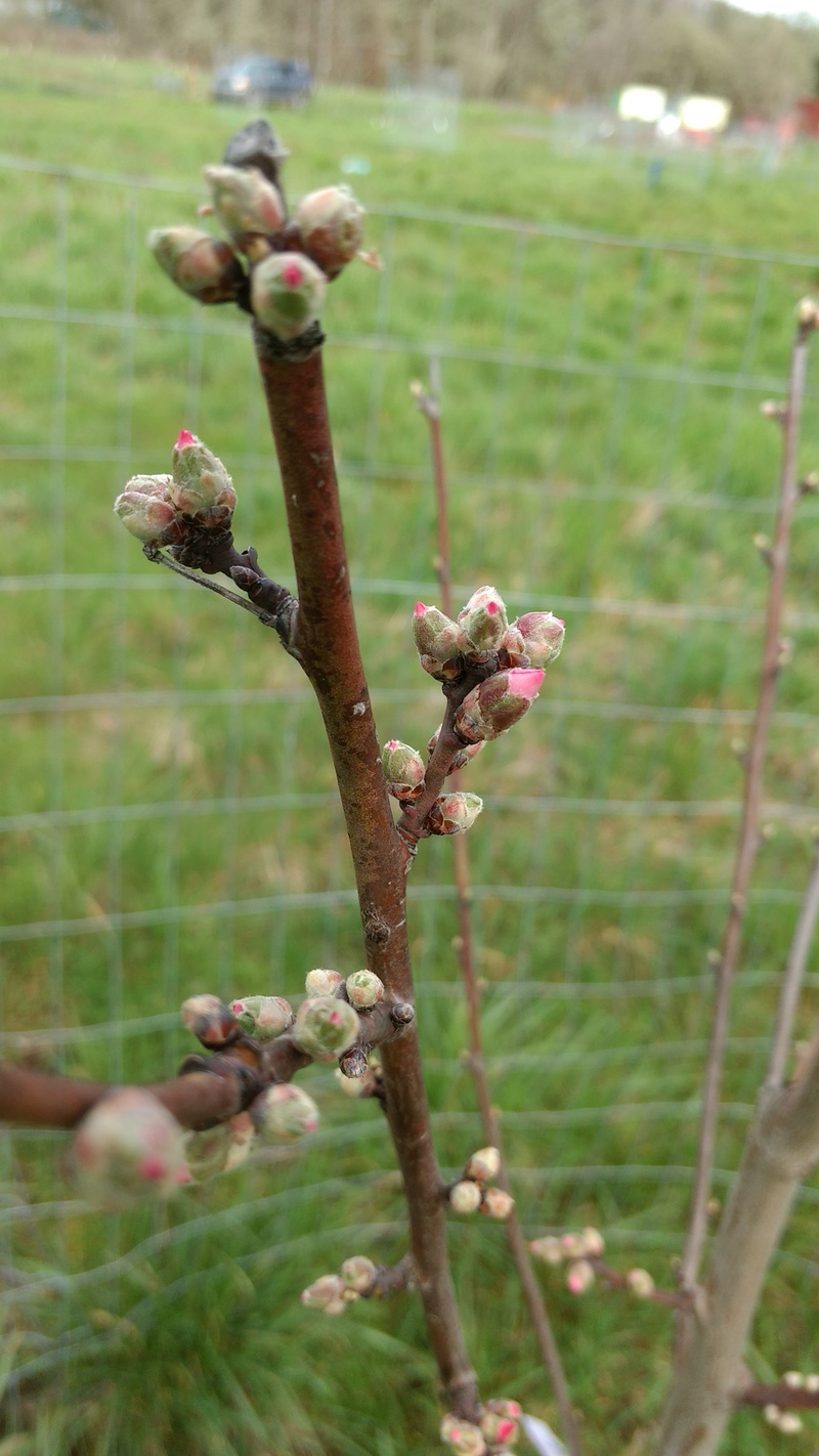 First buds on the trees... and the winner is the Almond Tree.