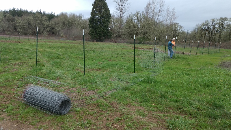 Joseph and Don installing sheep fence. Lois helped also.