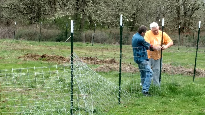 Joseph and Don installing sheep fence.