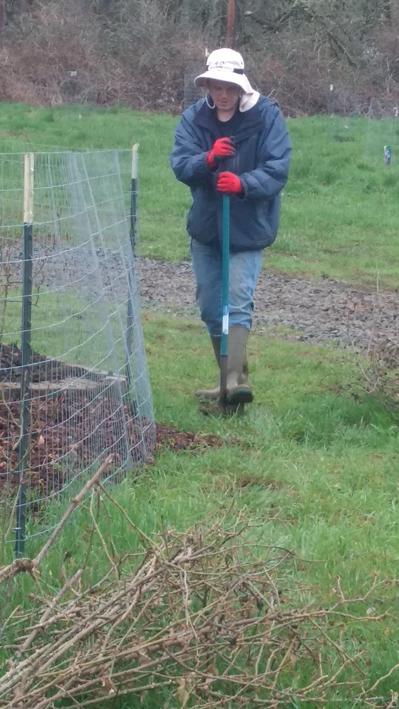 Joseph digging new holes in the ground for more rose cuttings to be planted in.