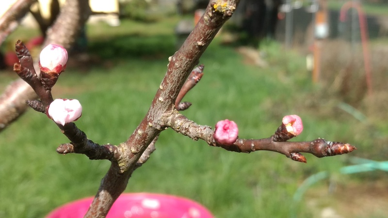 Apricot Tree Popping.