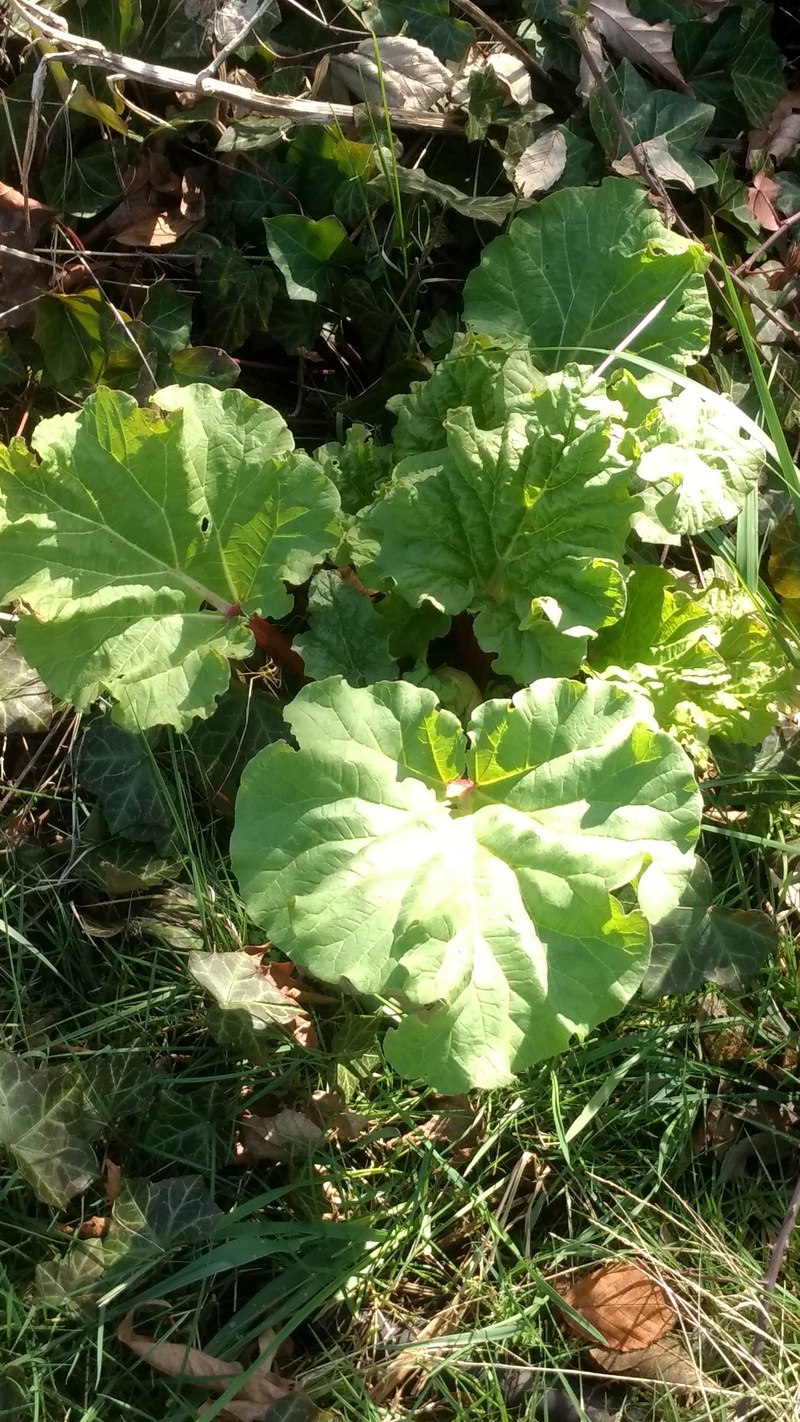 Rhubarb plant is coming up.