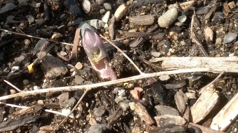 Asparagus coming up.