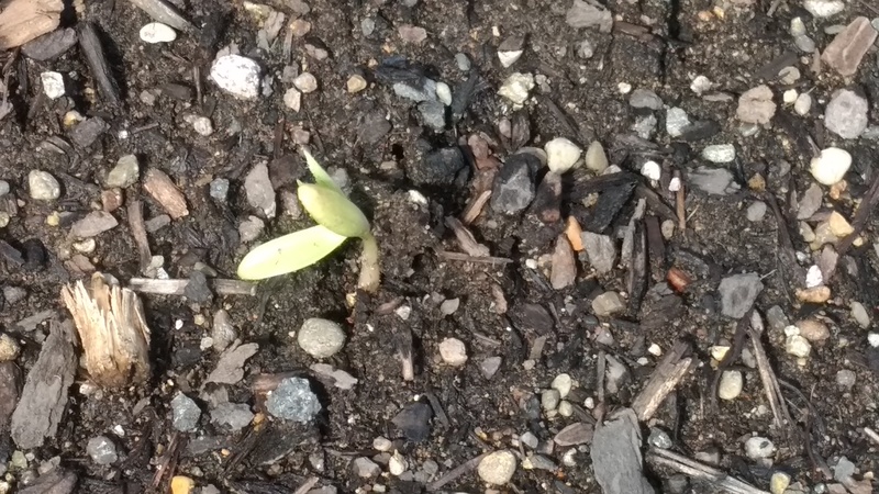 Italian Plum seed sprouting.