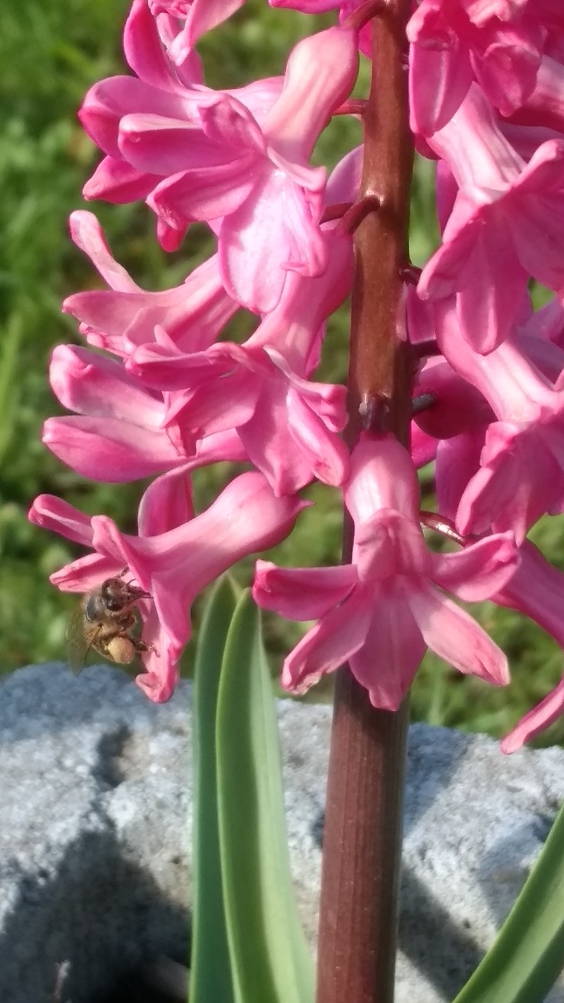 Bee in Hyacinth.