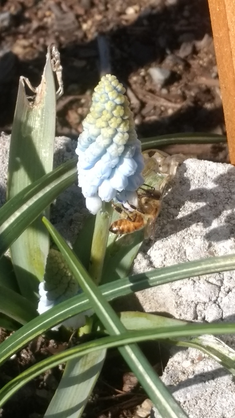 Bee on Grape Hyacinth.