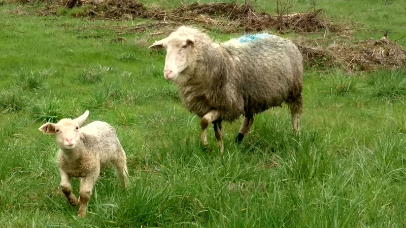 The sheep seem to be getting along okay.