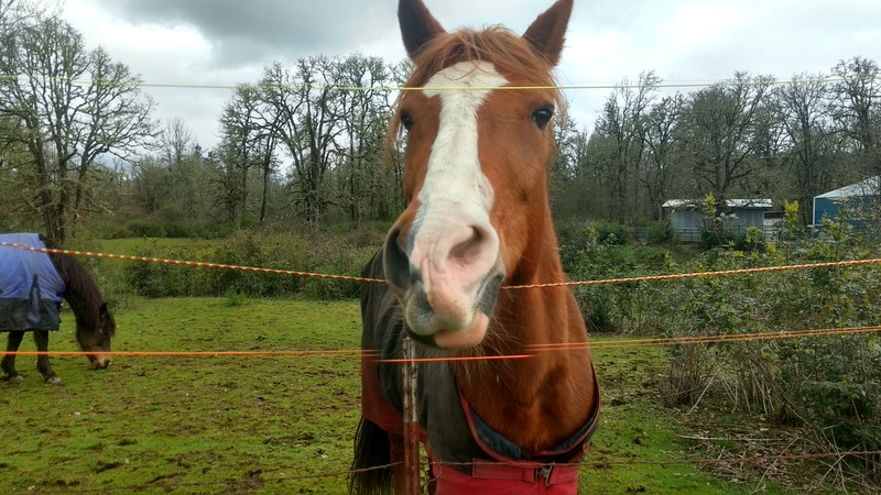 Horse is willing to come for a photo op, especially if you bring a handful of grass.