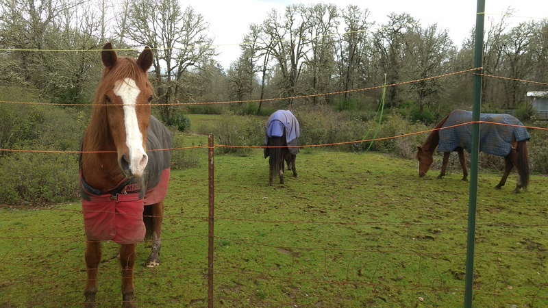 The other two horses stay away. The one with the red blanket is the Alpha Female, so she gets to eat first.