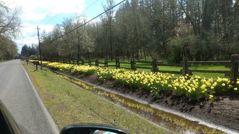 Daffodils on Matthews Road. Lots of daffodils.