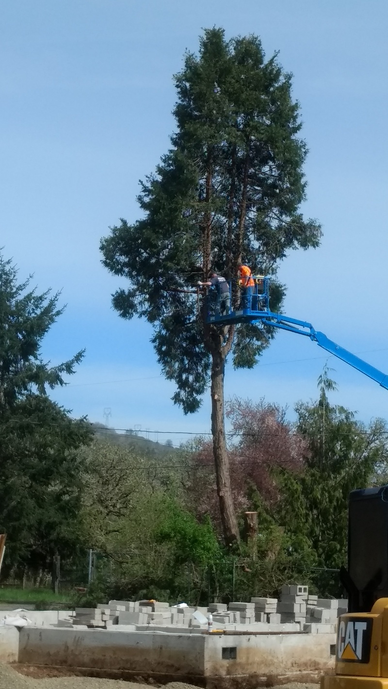 Cutting the fifth cedar tree down.