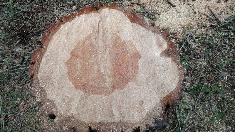 How old was this tree? Care to count the rings? This one seems more like 40.