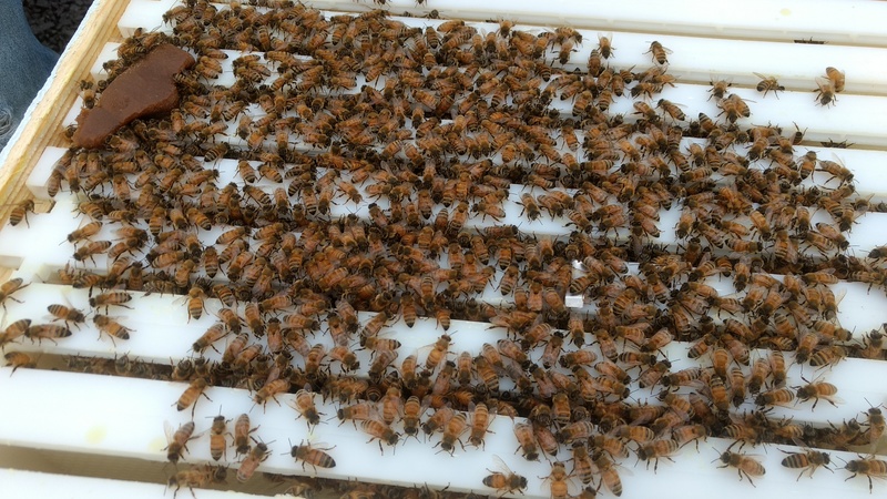 Lots of bees on the forms.