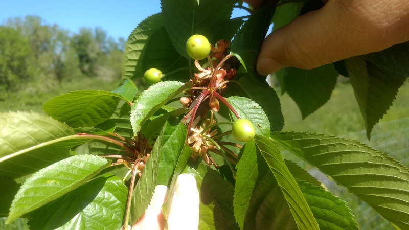 Cherry in SW corner of Cherry orchard. It has never had fruit before.