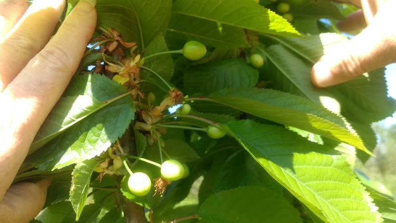 Bing Cherry in SE corner of Cherry orchard. It has never had fruit before.