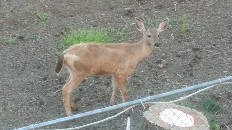I was showing a neighbor the new house and looking out the window and talking how I can usually see deer in the neighbor's yard. Then I happened to look down. :-)