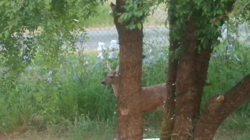 Another deer was in the picnic area and they wanted to be together. They couldn't figure out how to do that.