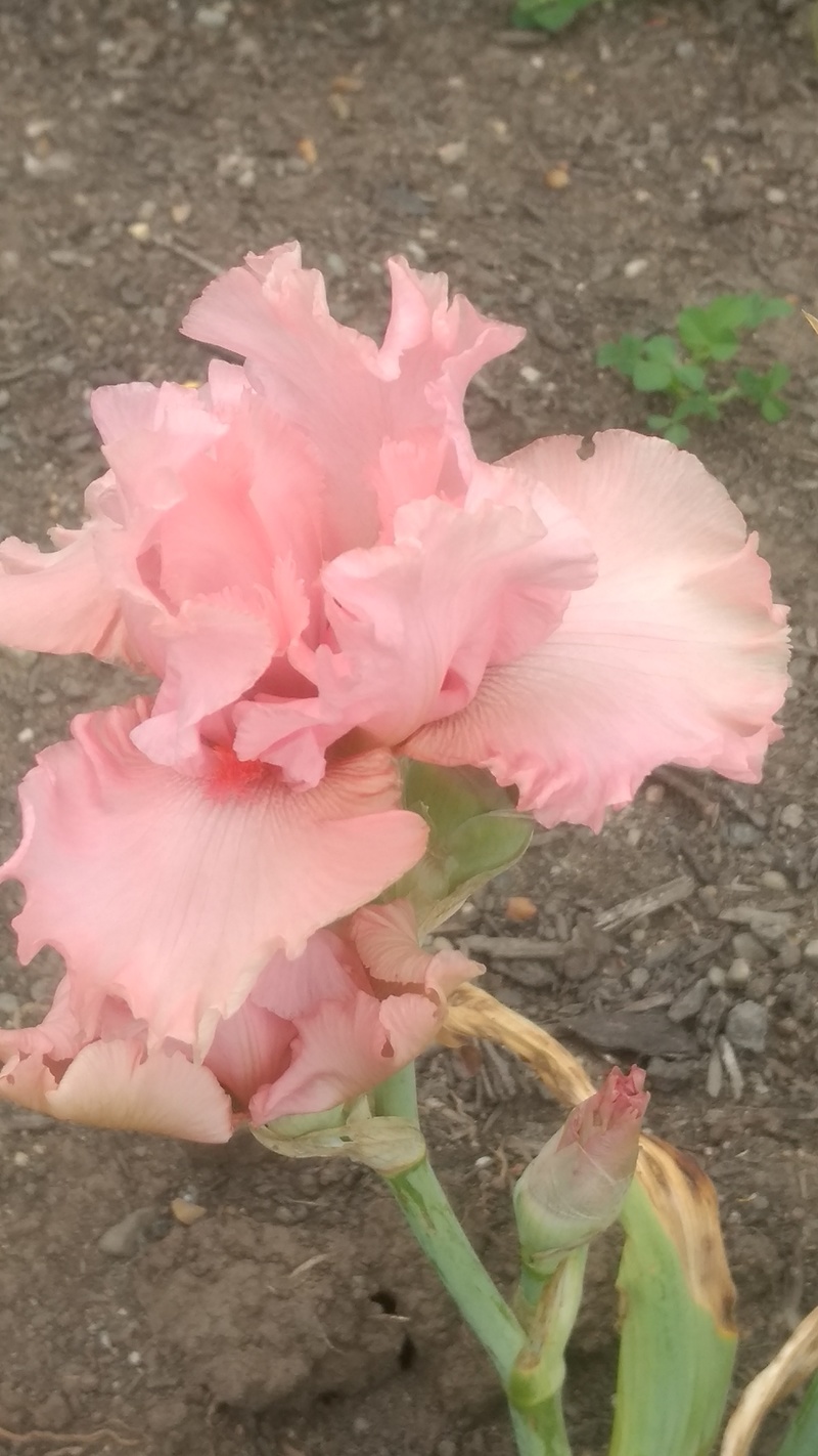 One of Rosewold's new iris flowers.