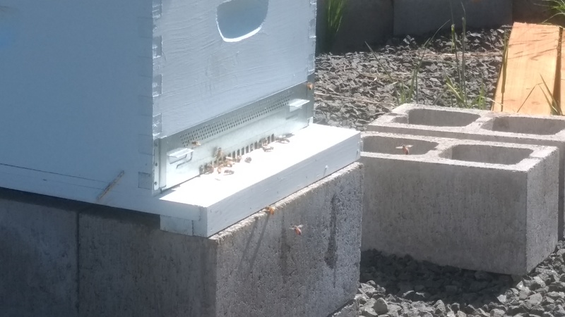The bees at our beehive in our bee garden.