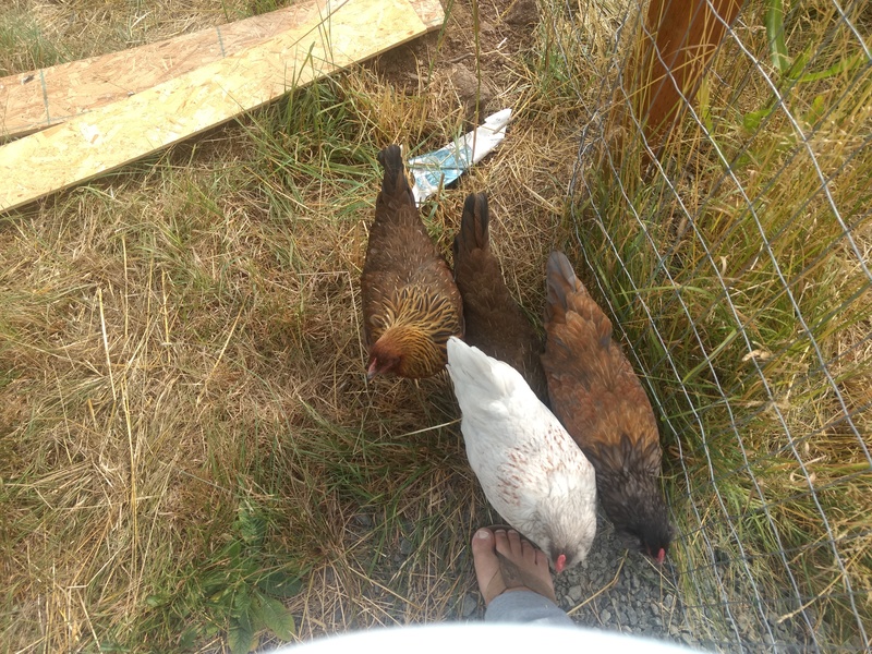 Four hens checking me out, pecking at my toes.
