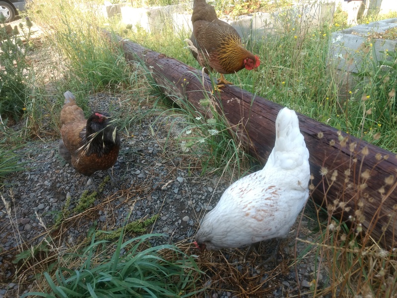 Three of our chickens.
