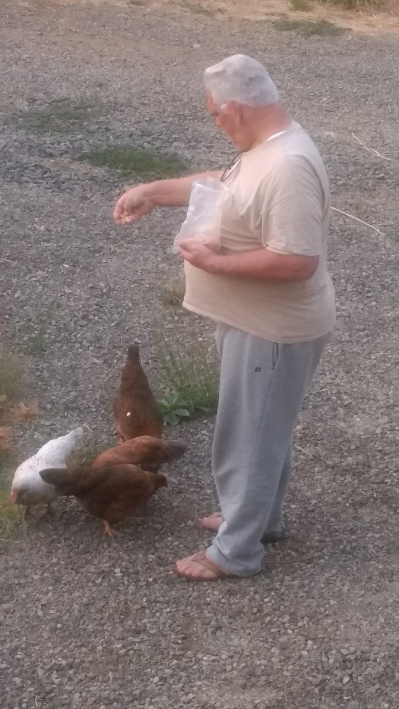 Don feeds cookie crumbs to the chickens.