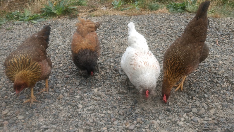It is difficult to get them to stand in a straight line for very long.
Welsummer no crown, Miss Fancy Pants (Easter Egger), Angel (Easter Egger), Welsummer with crown