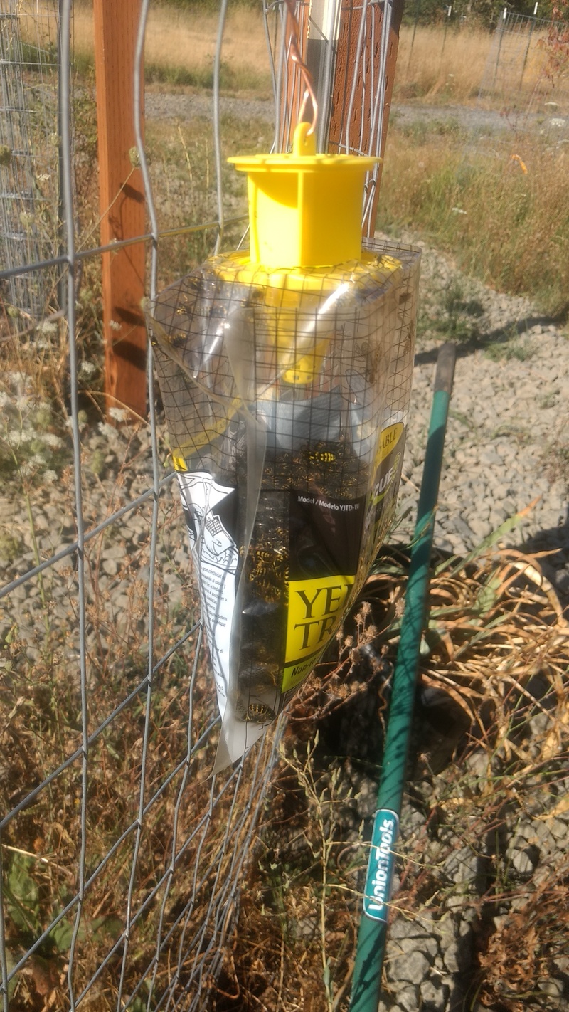 We are at war with the yellow jackets. They started filling the bag after 5 minutes. This is after about 30 hours.