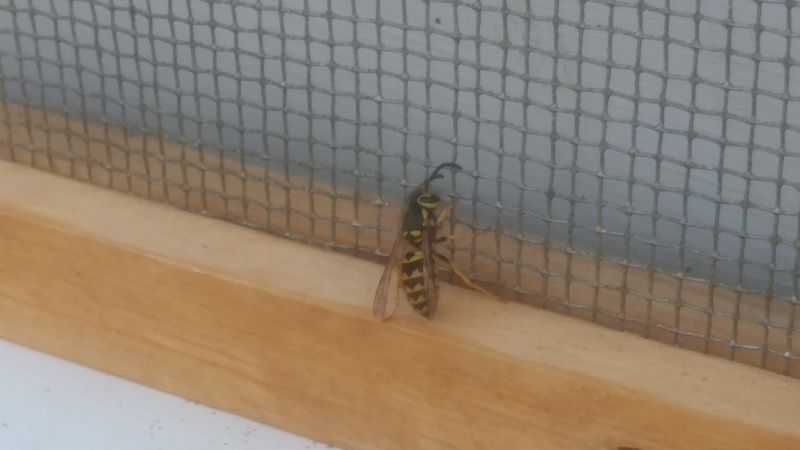 Wasp explores the new front door screen.