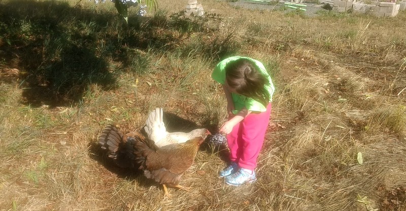 Summer and several Chickens
