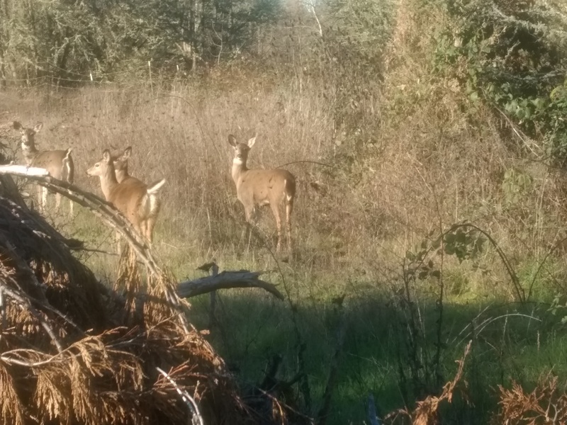 There were five deer at Rosewold. Lois snuck up behind the woodpile to get closer. Once they saw her they took off.