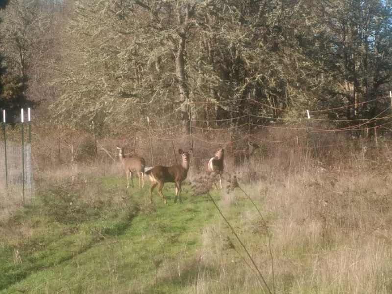 The deer right before four of them jumped over the fence at Lawson's horse viewing area.