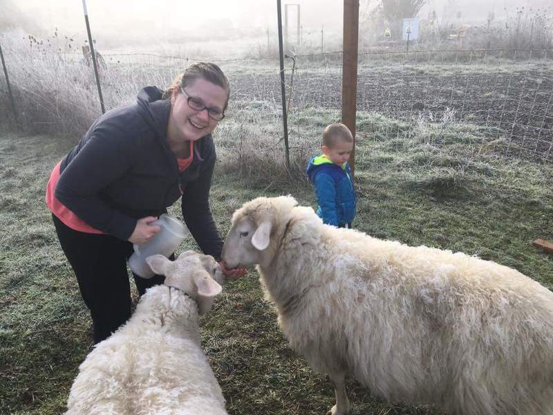Stacia is feeding the sheep.