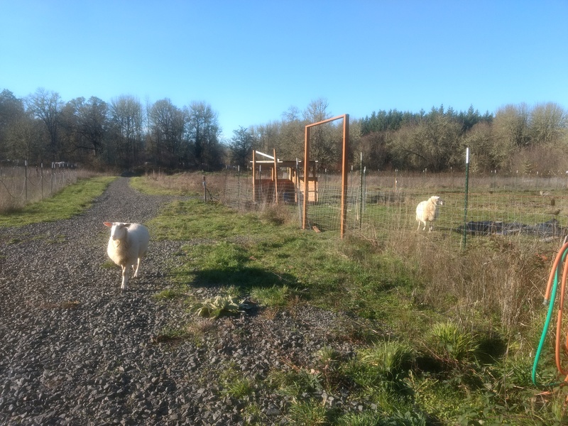 Honey kept getting out of the pasture. I think she gets out in the section that connects the two fields.