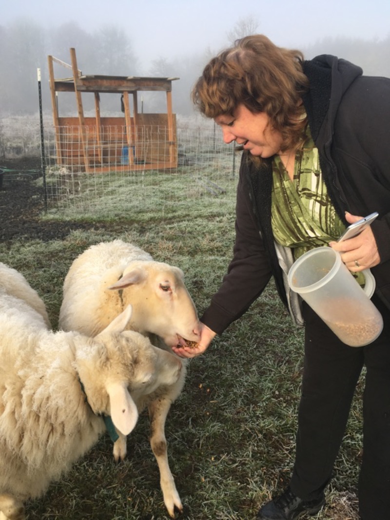 Lois feeding the sheep.