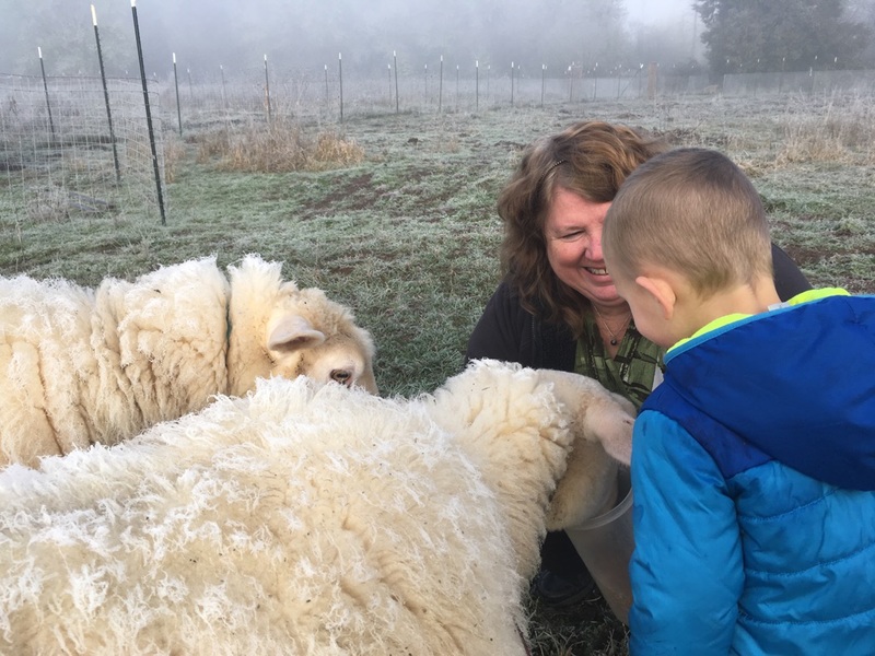 Lois loved being with Austin and feeding the sheep. Notice how the sheep have frost on them.