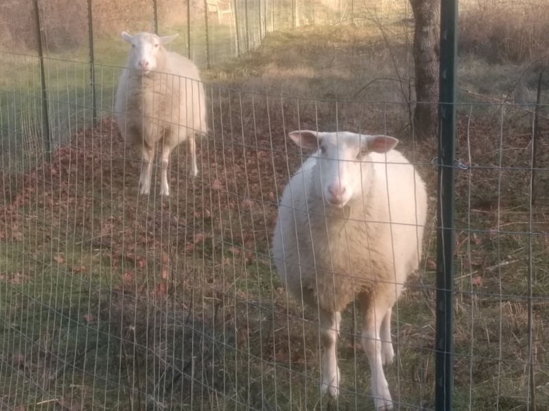 The sheep, "mama" and "honey."