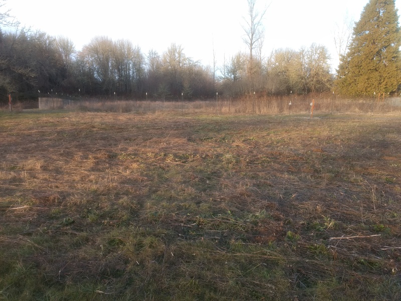 This is our play field. Weeds mostly right now, but should be grassy come spring and summer.