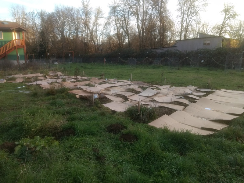 The blueberry patch got some cardboard boxes, flattened, for weed control.