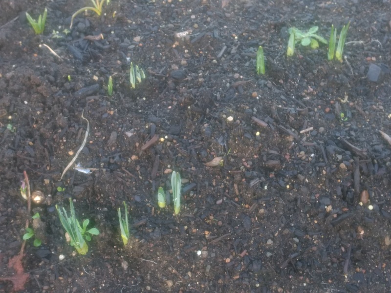 Daffodils and crocuses are coming up.
