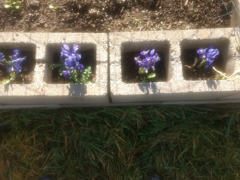 little Iris type flowers are up.