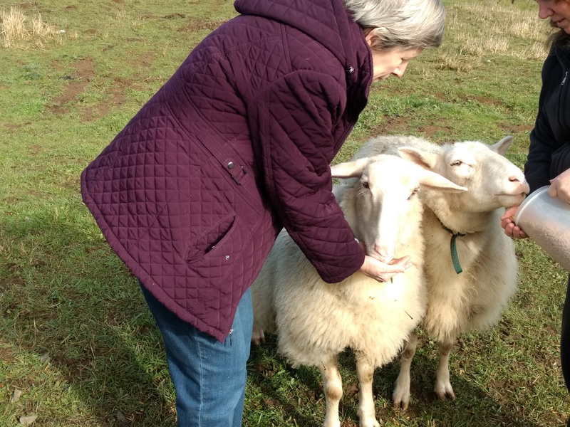 Cindy feeds the sheep.