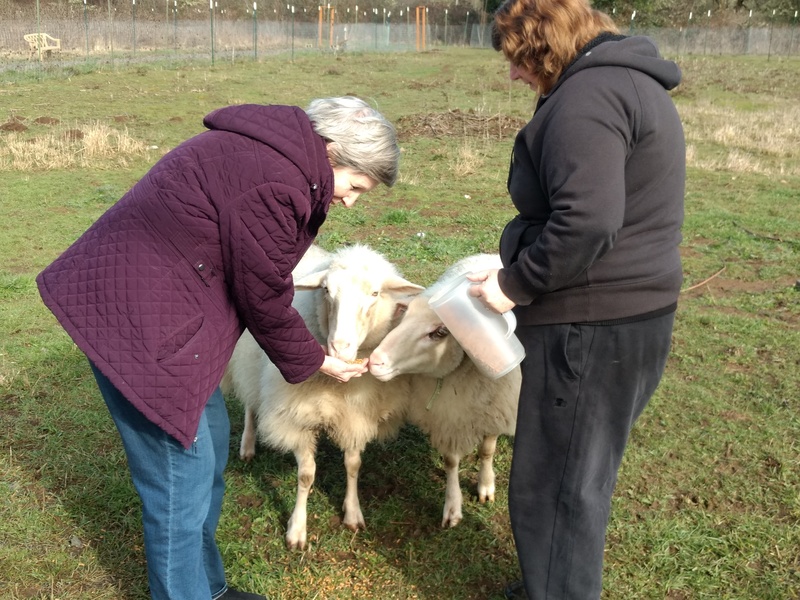Cindy and Lois feed the sheep.