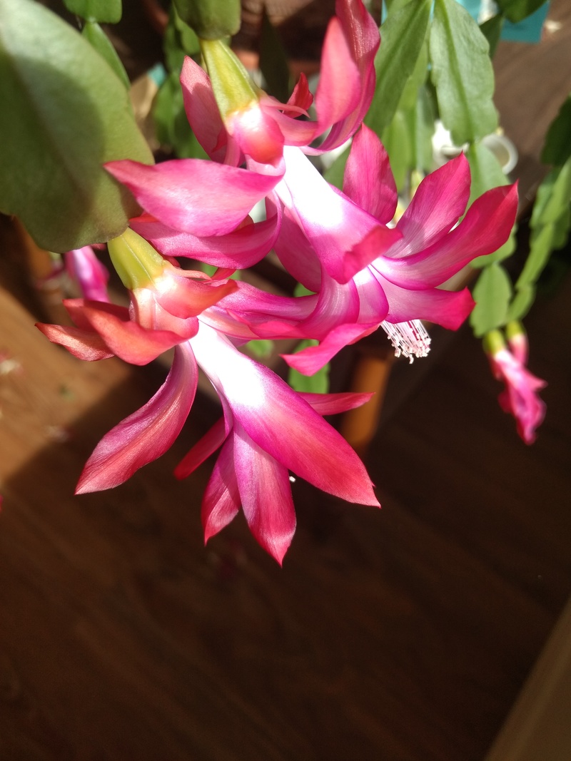 The Christmas cactus is blooming again.