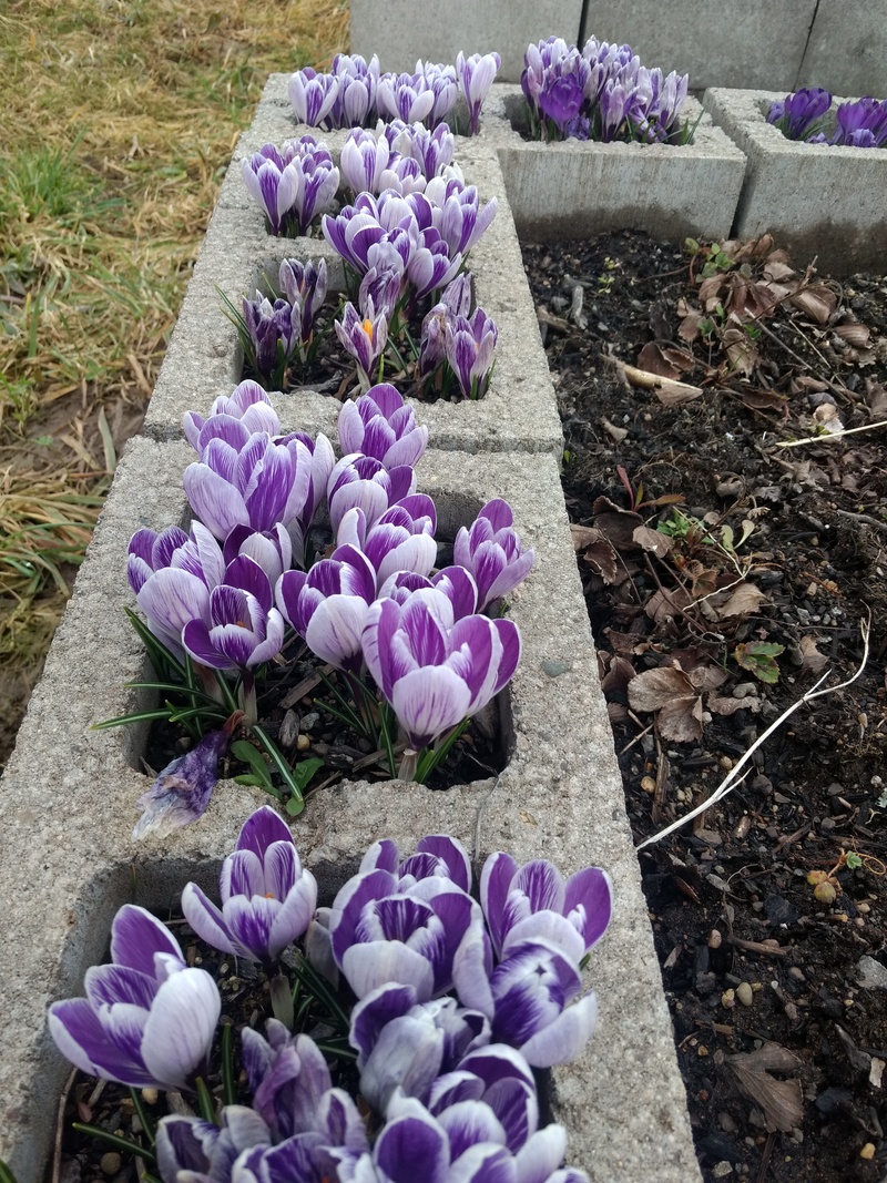 Crocuses are up.