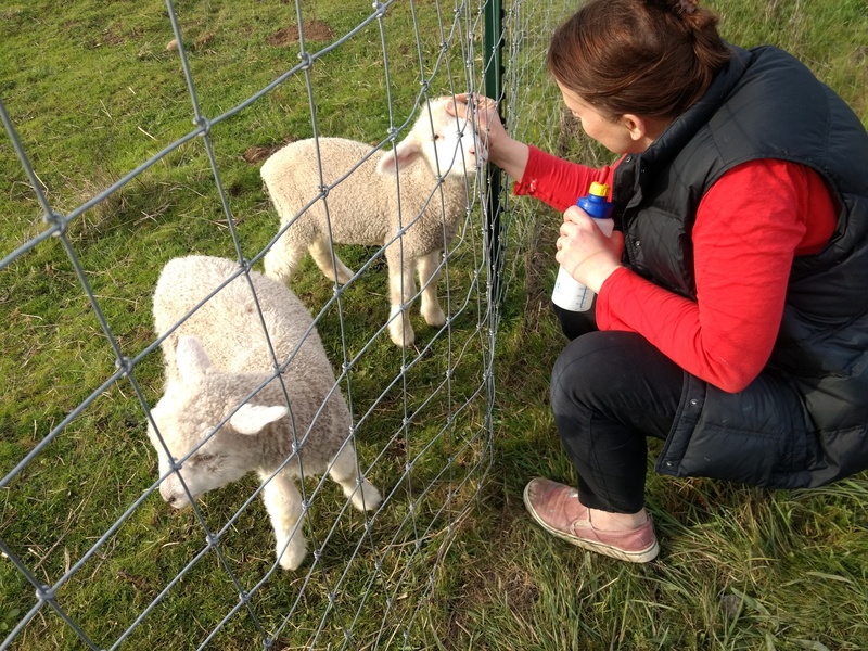 Paula feeds lambs.