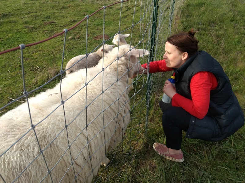 Paula feeds sheep.