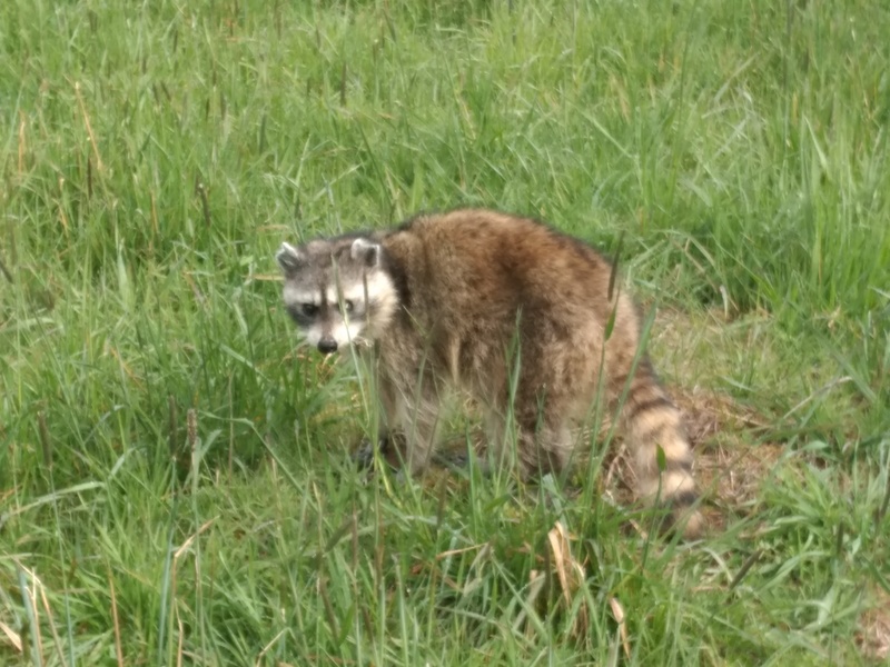 Raccoon at Rosewold